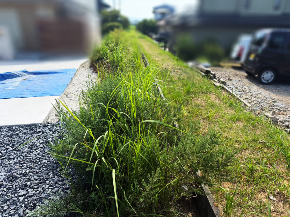 雑草が生い茂った土地の整地前の状態