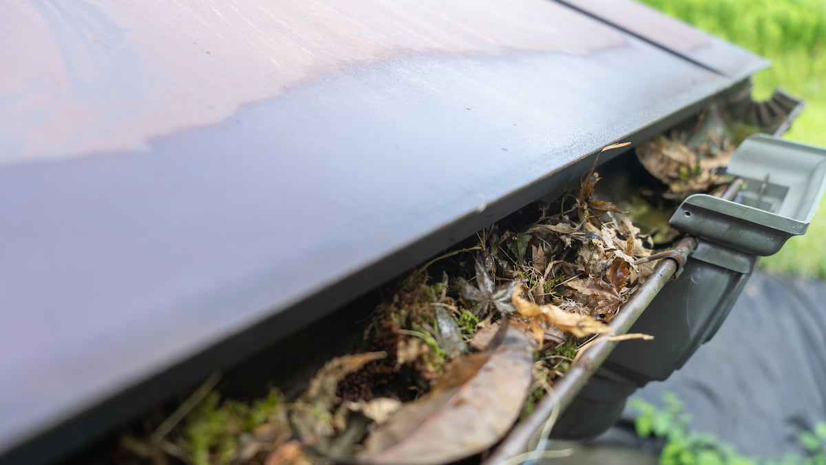 落ち葉で詰まった雨樋の様子、茶色い枯れ葉が溜まり水の流れを妨げている状態で清掃の必要性を示す