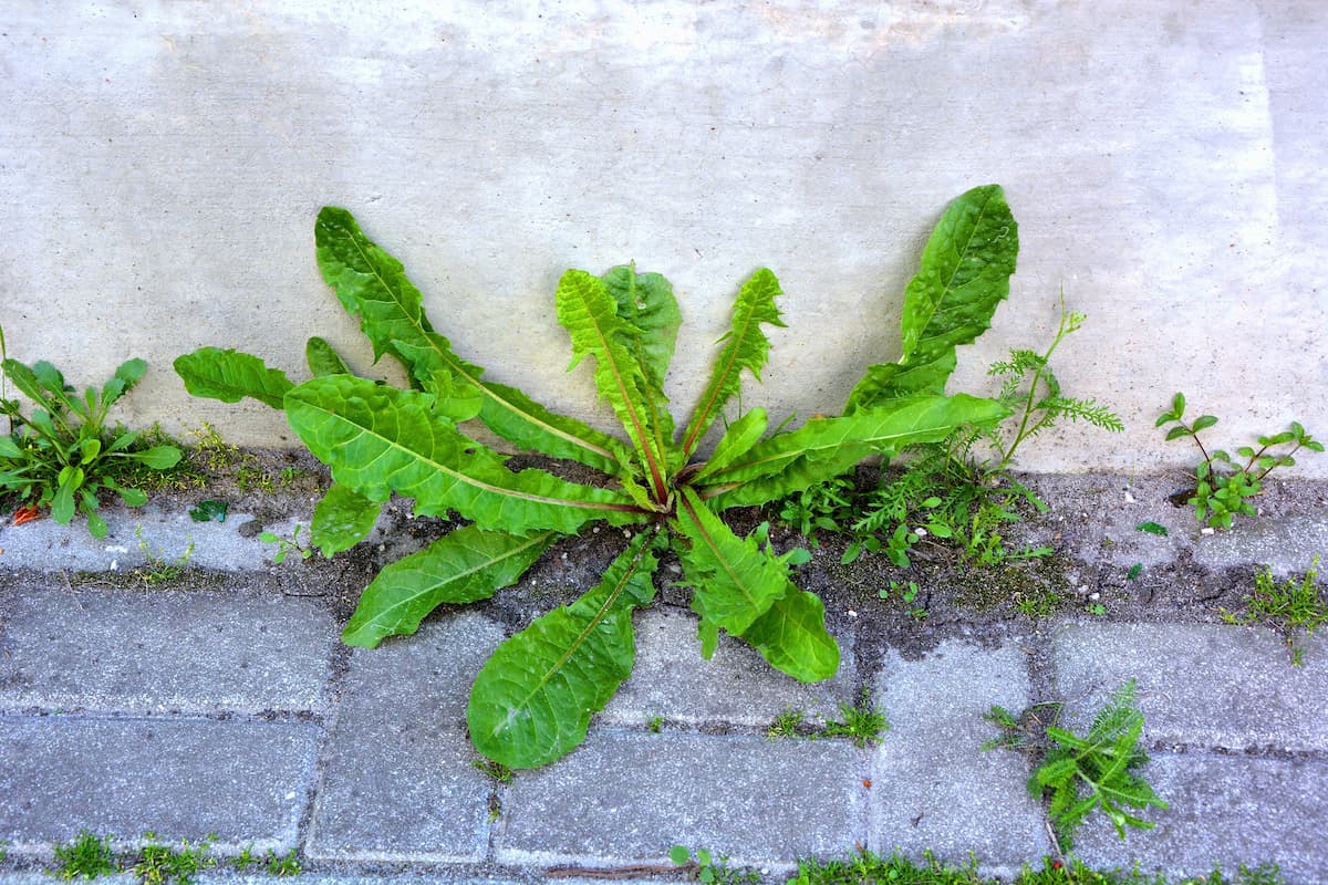 舗装の隙間から根を張って生えるタンポポなどの雑草